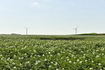 Éolienne dominant un champ de patates à Ghislenghien (Ath) 