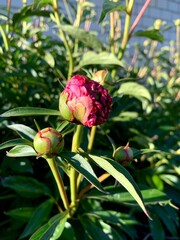 Close-up of a bee resting on the bud of a red peony flower. Concept of pollination, spring bloom, and ecosystem balance. Vibrant natural detail with focus on insect and floral texture.