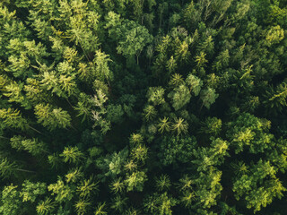 Aerial View of Dense Green Forest Canopy. Drone photograph of a dense coniferous forest captured from above.
