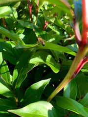 The bee looks for raindrops on the leaves of peonies. Green leaves of peonies.