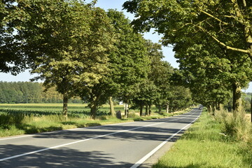 Route nationale entre les arbres à Ghislenghien (Ath)