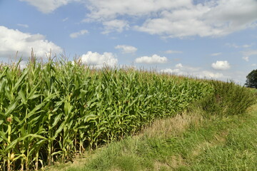 Plantation de maïs à Hellebecq (Silly)