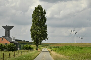 Peuplier se dressant seul le long d'une petite route de campagne et au loin trois éoliennes et le...