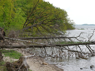 Fresh coastal break at Greifswald Bodden. Fallen trees lie in the water. A sign of erosion and climate impact.