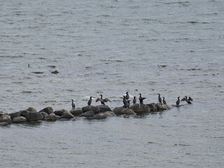 Cormorants rest on a stone wall in the Bodden. Swans glide by peacefully.
