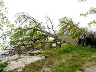 Fresh coastal break at Greifswald Bodden. Fallen trees lie in the water. A sign of erosion and...