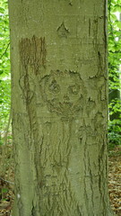Old carvings in bark tell stories. The tree bears scars for life.