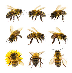 Amber Bee With Wings Gracefully Alighting On Translucent Surface, Isolated on Transparent Background