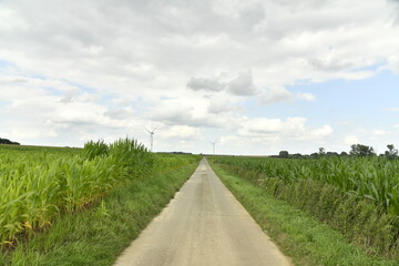 Route secondaire de campagne entre les plantation de maïs à Hellebecq (Silly) 