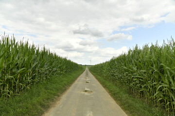 Route secondaire de campagne entre les plantation de maïs à Hellebecq (Silly) 