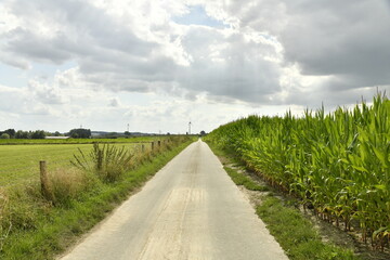 Route secondaire de campagne entre les plantation de maïs à Hellebecq (Silly) 