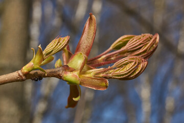 From the leaf buds of the holly maple (Lat. Acer platanoides) the leaves unfolded. Holly maple, or...