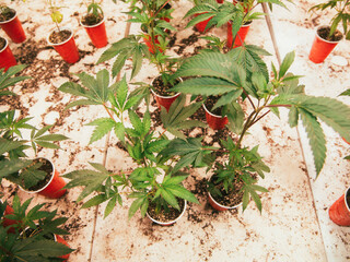 Cannabis Plant