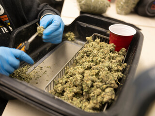 Cannabis Plant
