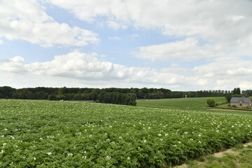 Champ de patates sous un ciel nuageux à Ghislenghien (Ath)