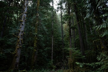 forest in the morning