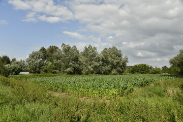 Bois derri&egrave;re une plantation de ma&iuml;s &agrave; Hellebecq (Silly) 