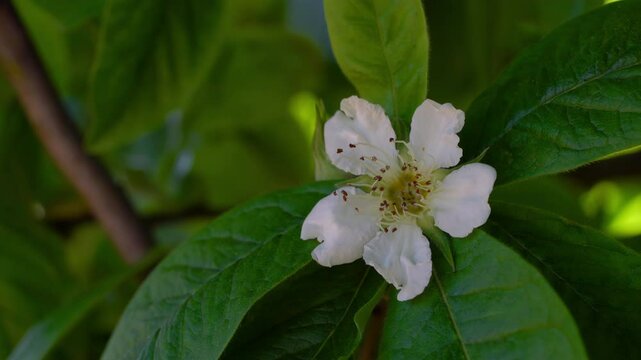 Medlar in flowering, slight breeze, spring (Mespilus germanica) - (4K)