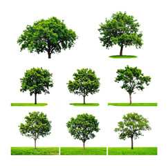 Lush Green Tree with Expansive Canopy Reaching Toward the Sky, Isolated on Transparent Background