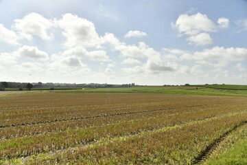 Terrain vaste et plat sous un soleil d'été à Gyslenghien (Ath)
