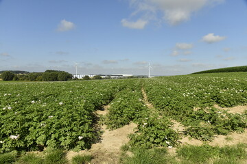 Champ de pommes de terre &agrave; Ghislenghien (Ath)