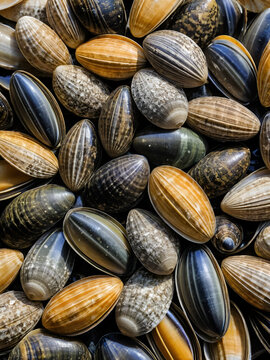 Many sururu shells, a type of mussel; a marine bivalve mollusk, from the Mytilidae family, known scientifically as Mytella strigata; popularly called, in English, marsh falcate mussel or charru mussel