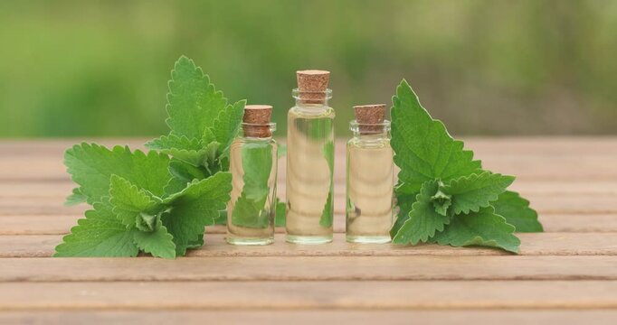 catmint essential oil in  beautiful bottle on table
