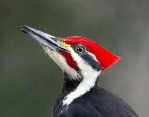 Stunning head shot of male Pileated Woodpecker