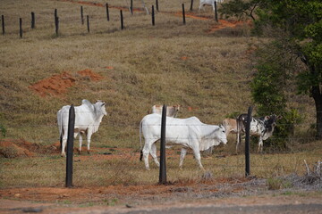 Vacas e Boi no pasto