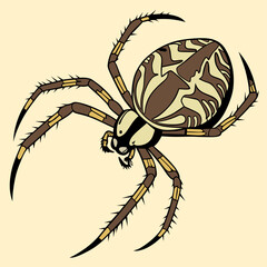 A detailed vector illustration of a colorful spider with intricate patterns on its body, ideal for educational, scientific, and decorative purposes.