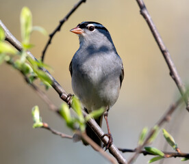 White-crowned Sparrow