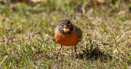 American Robin eating a grub