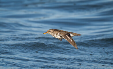 Spotted sandpiper in flight