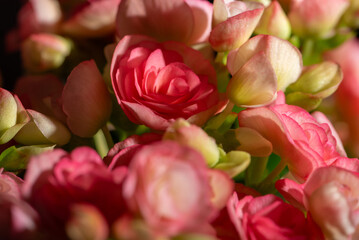 Obraz premium Flowers, beautiful and rich details of beautiful flowers, selective focus.