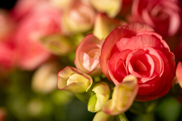 Flowers, beautiful and rich details of beautiful flowers, selective focus.