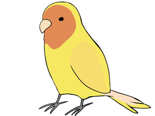 色とりどりコザクラインコ イエロー
