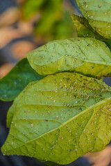 Aphids that feed on the underside of leaves to suck nectar, aphids on the inside of the leaf. Agricultural pest. Infected . Close up, Black pepper aphids infestation. Ants tending to aphids on plant.