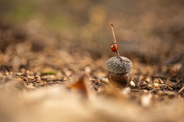 The photo shows a ladybug walking on an acorn. The vibrant red of the ladybug contrasts beautifully with the earthy brown of the acorn, highlighting the fine textures of both