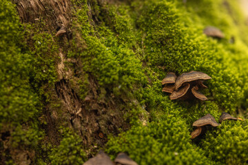 mushrooms growing on a moss-covered tree stump. The fungi vary in size and shape, emerging from the rough, damp bark, surrounded by lush green moss