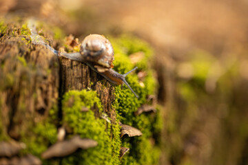 Obraz premium a snail slowly moving across the moss-covered stump of a felled tree