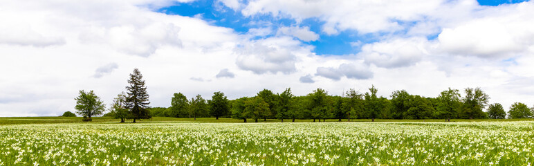 Landscape on the meadow with wild daffodils in Harghita County - Romania