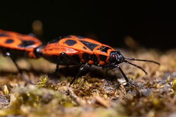 A macro photograph of two firebugs (Pyrrhocoris apterus) mating on a bed of moss