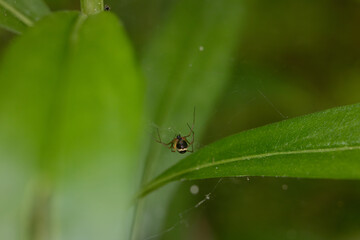 a spider resting on its web, suspended in mid-air. Delicate strands of the web glisten in the light, revealing an intricate and symmetrical pattern