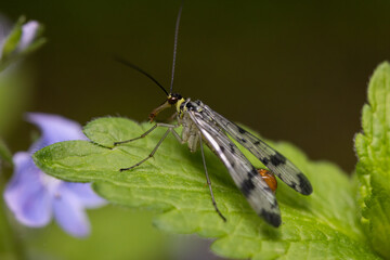A macro photograph of a scorpionfly (Panorpa communis) perched on a green leaf, with its distinctive elongated face, patterned wings, and orange-tipped abdomen clearly visible
