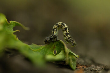 A macro photograph of a caterpillar arching its body while crawling on a green leaf. The image highlights the caterpillar’s textured, segmented body with fine hairs and detailed patterns
