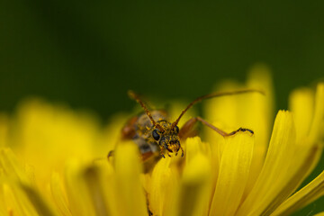 A macro photograph of a longhorn beetle (family Cerambycidae) covered in yellow pollen, perched on the petals of a bright yellow dandelion flower