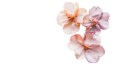 Handwritten name cards featuring graceful calligraphy and floral borders placed on a gentle pastel surface