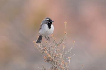 A Black Throated Sparrow perches on the top of a desert bush looking right, in the soft light just before sunrise with the out of focus colors of the Southern Utah USA desert in the background. 