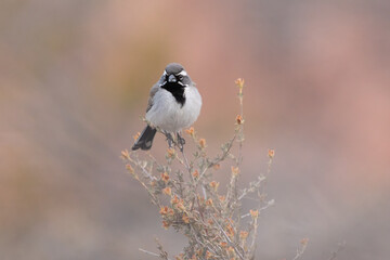 A Black Throated Sparrow perches on the tip of a desert bush looking towards the left in soft early morning light in the desert of Southern Utah USA with out of focus desert colors in the background.