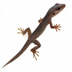 Naklejka premium Close-up of a Lizard, Isolated on White Background - Reptile, Nature, Wildlife Photography